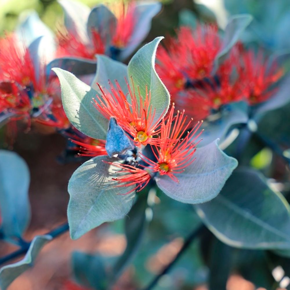 Особенности выращивания метросидерос